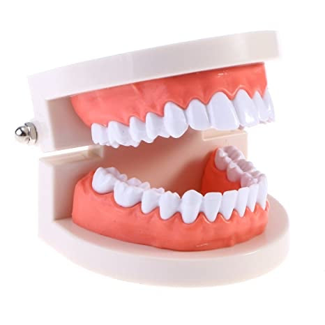 Teeth Model